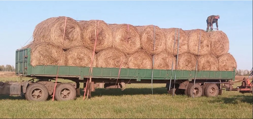Рулоны сена 300 кг УНИСИБМАШ, перевозка сена Рулоны сена 300 кг УНИСИБМАШ, перевозка сена