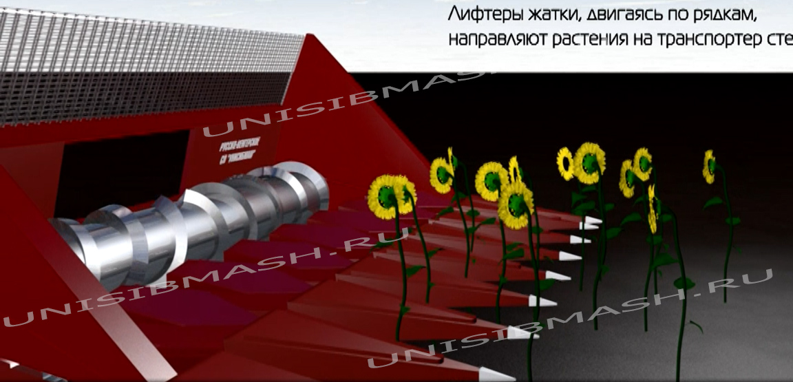 Принцип работы жатки движение по рядкам подсолнечника